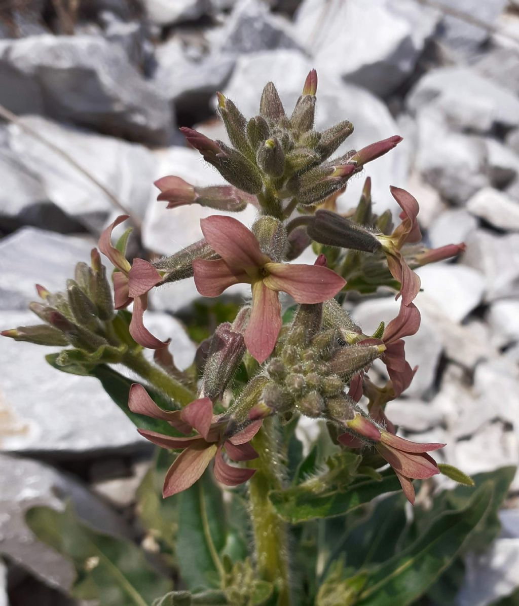 Hesperis laciniata